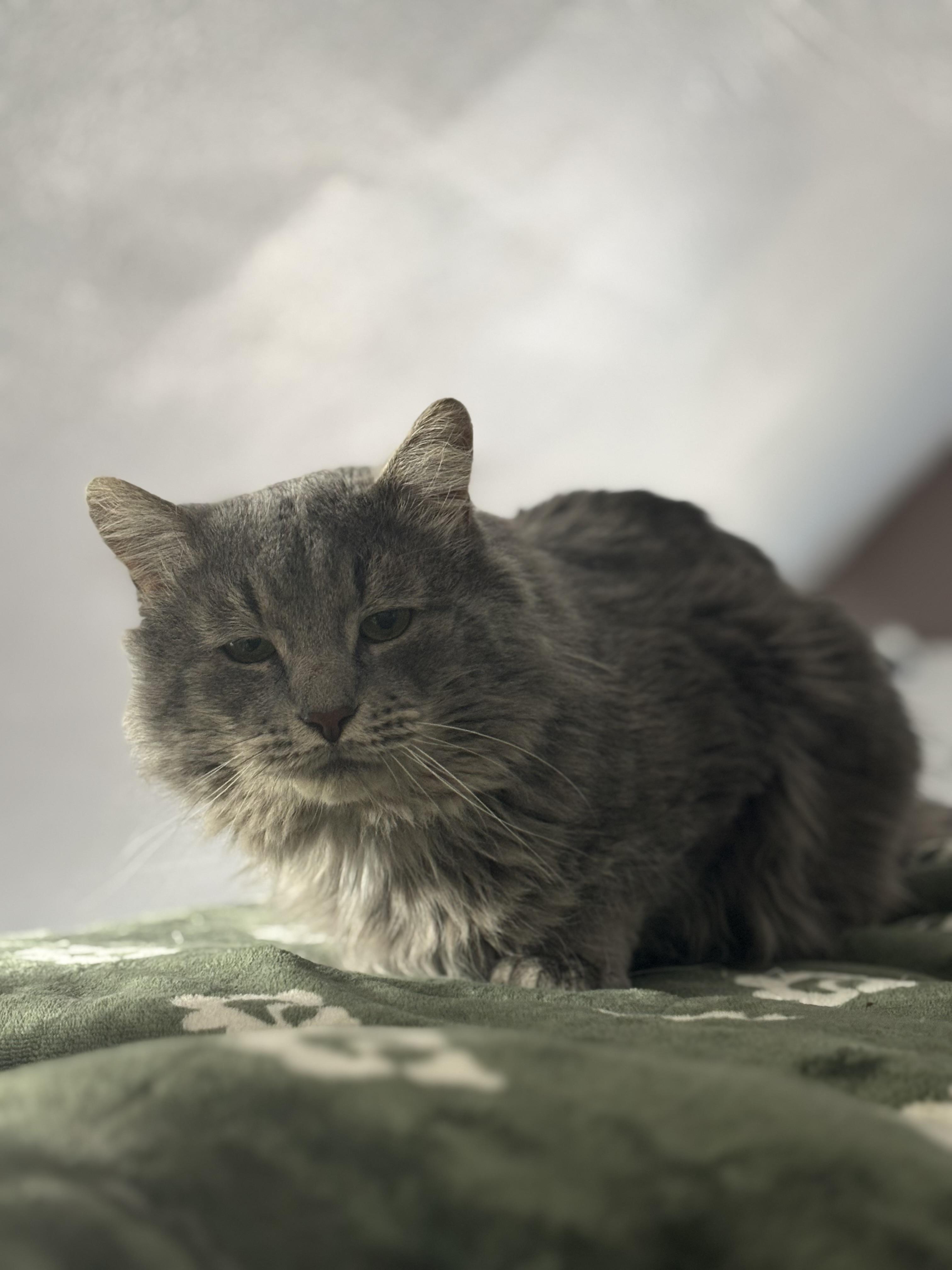 Elvis & Prince, a Adoptable Domestic Long Hair in Pittsburgh, PA image 4/4