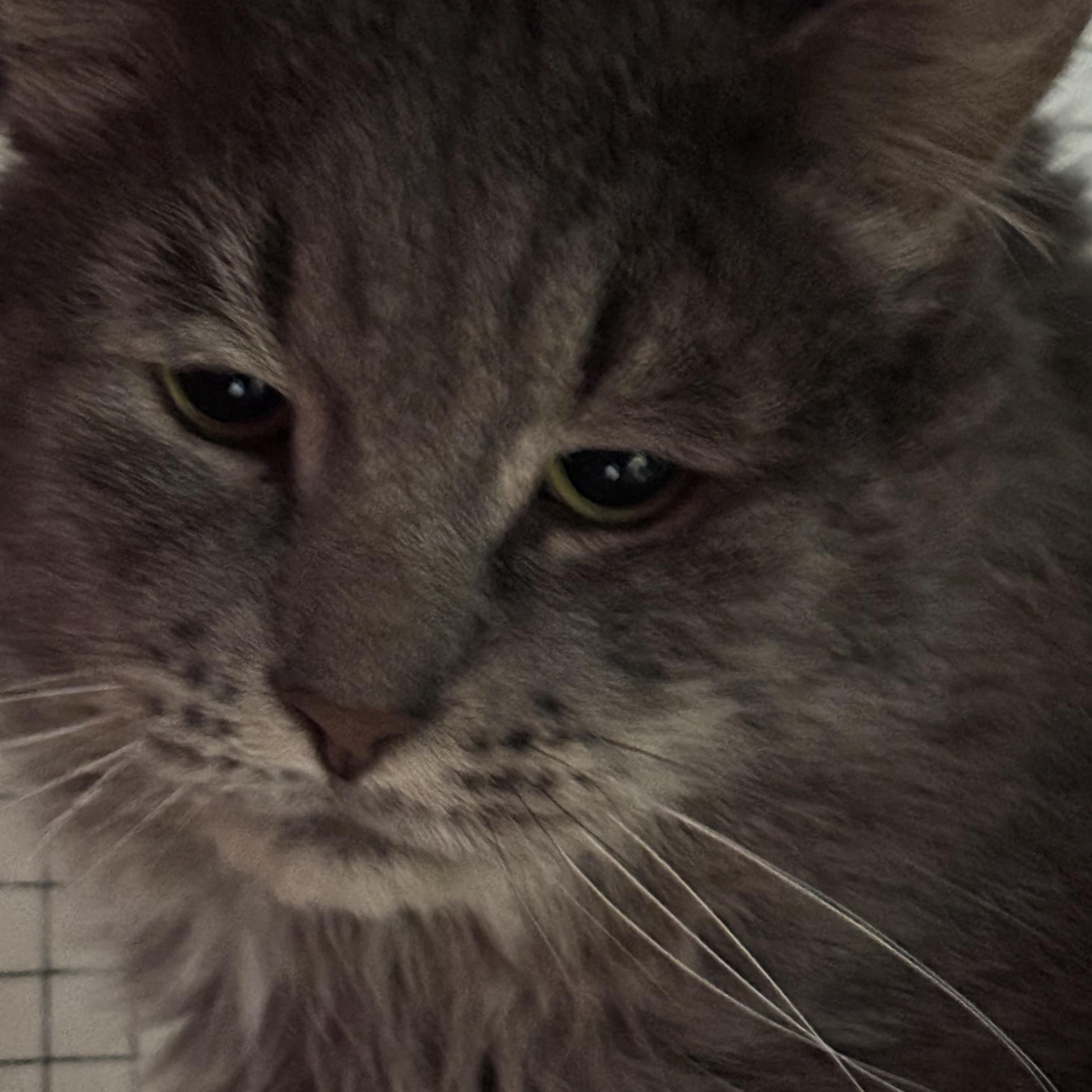 Elvis & Prince, a Adoptable Domestic Long Hair in Pittsburgh, PA image 2/4