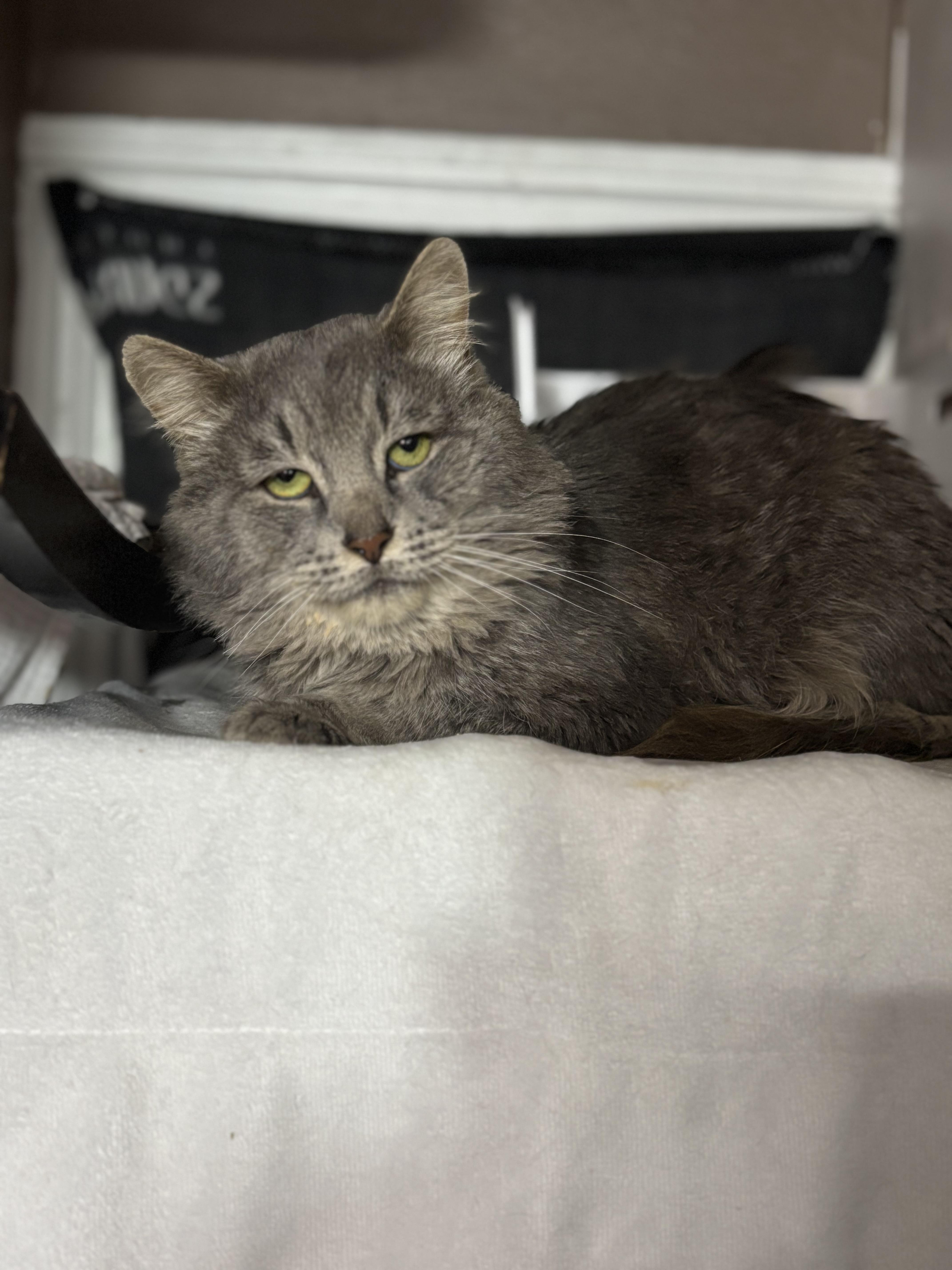 Elvis & Prince, a Adoptable Domestic Long Hair in Pittsburgh, PA image 3/4