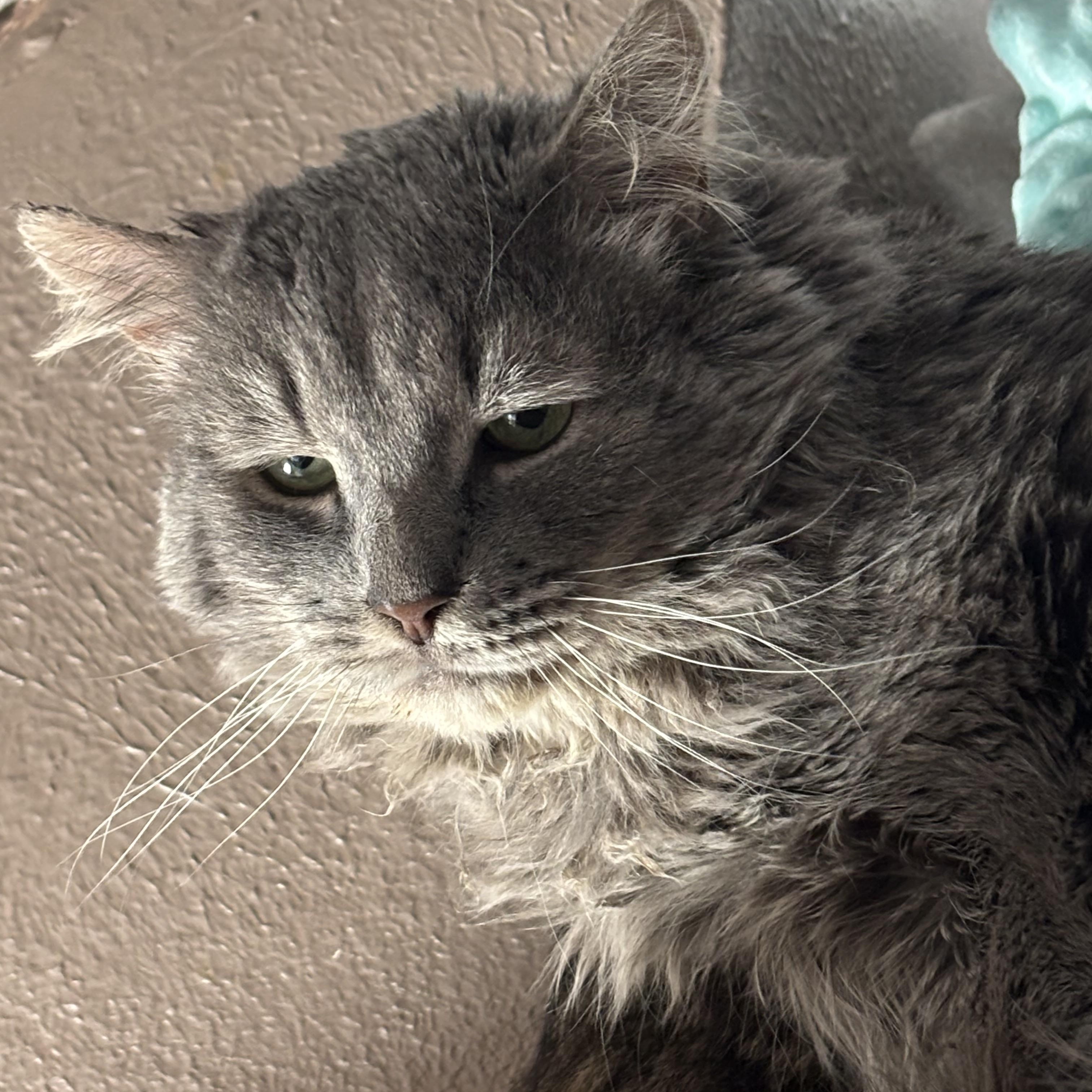 Elvis & Prince, Adoptable, Senior Male Domestic Long Hair.