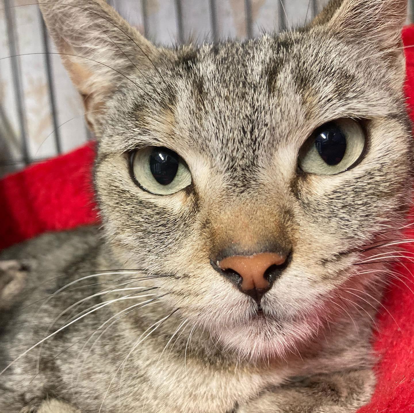 Beautiful, Adoptable, Adult Female Domestic Short Hair.