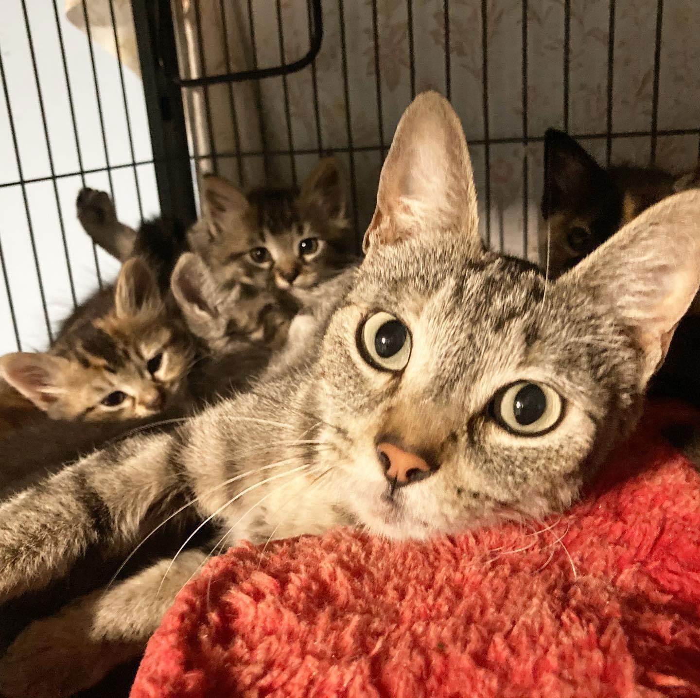 Enlarge Beautiful, a Adoptable Domestic Short Hair in Los Alamitos, CA image 2/6