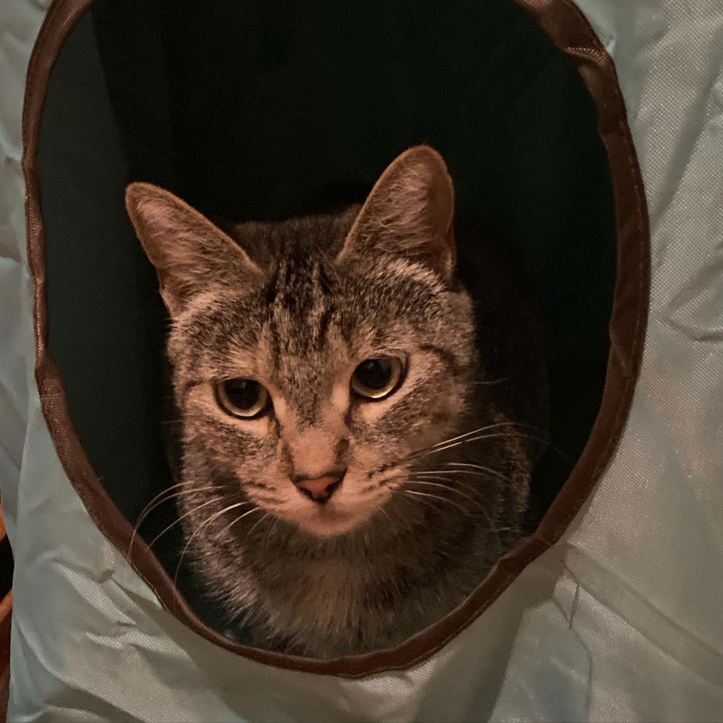 Enlarge Beautiful, a Adoptable Domestic Short Hair in Los Alamitos, CA image 3/6