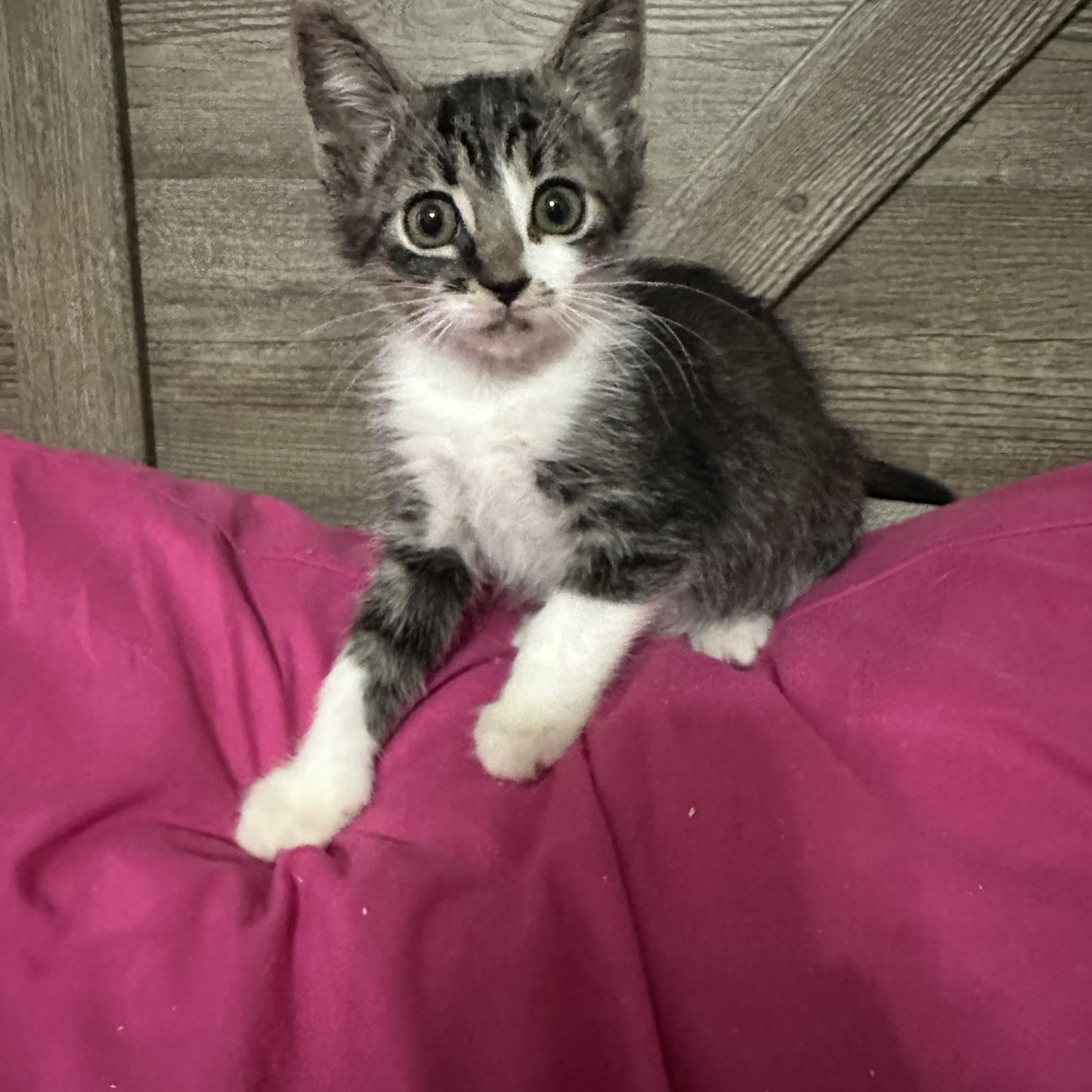 Cyler, adopted, Kitten Male Domestic Short Hair.