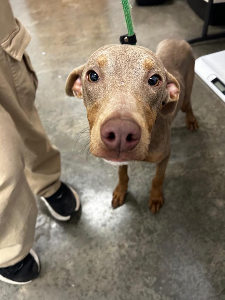Enlarge cj, a Adoptable mixed breed in Thousand Oaks, CA image 1/1