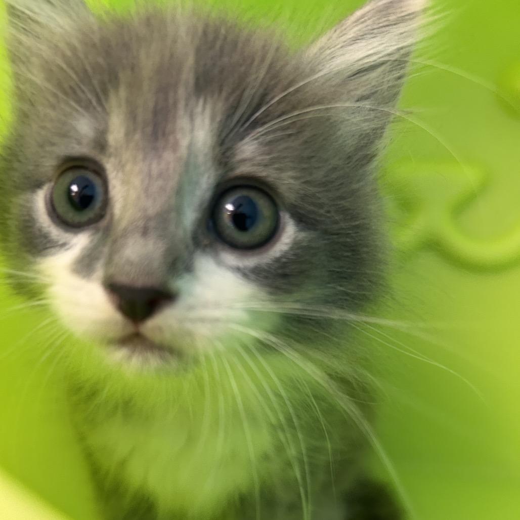 Sprout, Adoptable, Kitten Male Domestic Short Hair.