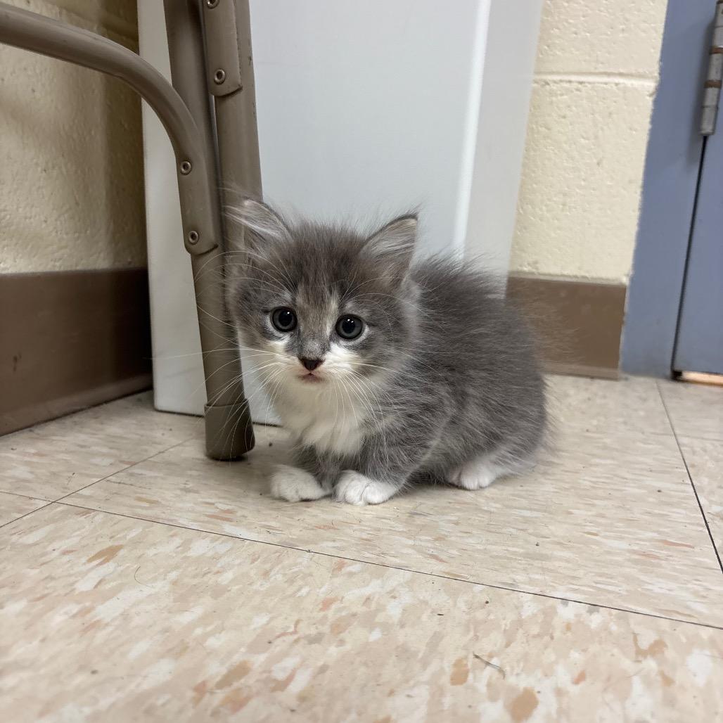 Enlarge Sprout, a Adoptable Domestic Short Hair in Roxboro, NC image 2/6