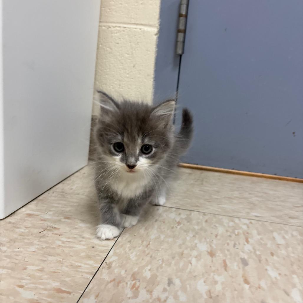 Enlarge Sprout, a Adoptable Domestic Short Hair in Roxboro, NC image 3/6