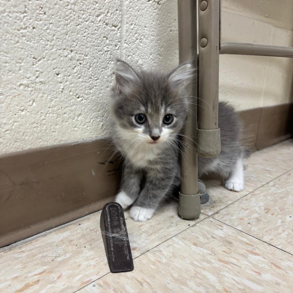 Enlarge Sprout, a Adoptable Domestic Short Hair in Roxboro, NC image 4/6