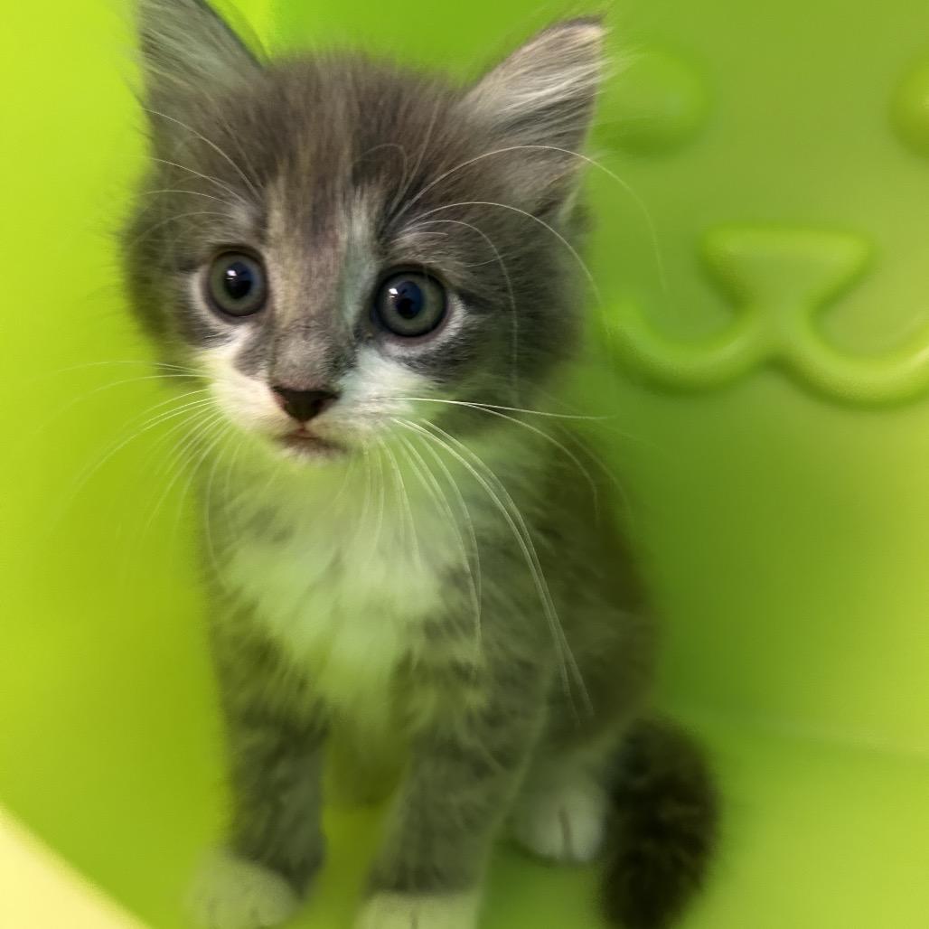 Enlarge Sprout, a Adoptable Domestic Short Hair in Roxboro, NC image 5/6