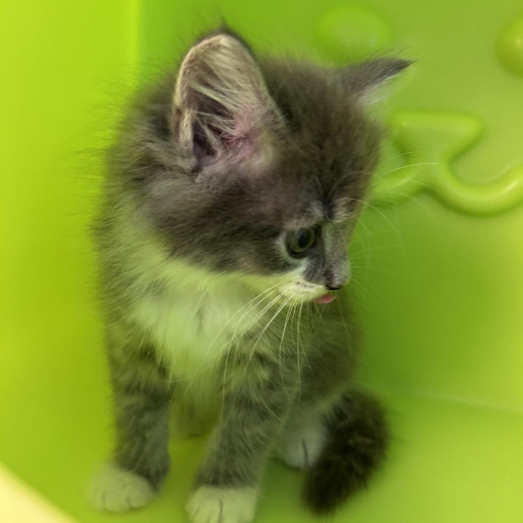 Enlarge Sprout, a Adoptable Domestic Short Hair in Roxboro, NC image 6/6