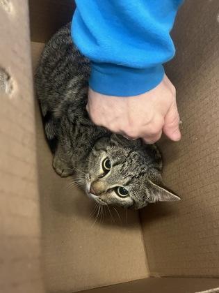 Cashew, Adoptable, Kitten Male Domestic Short Hair.