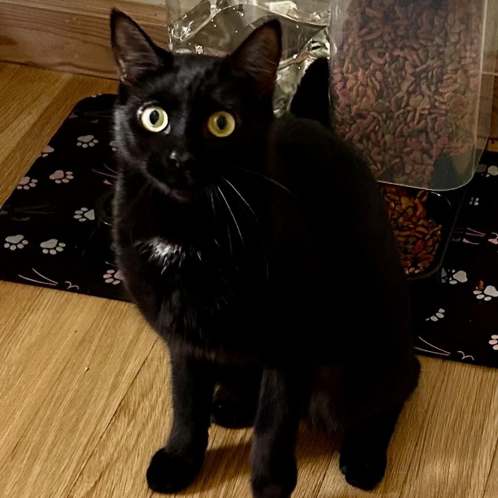 RAISEN, Adoptable, Young Female Tuxedo.