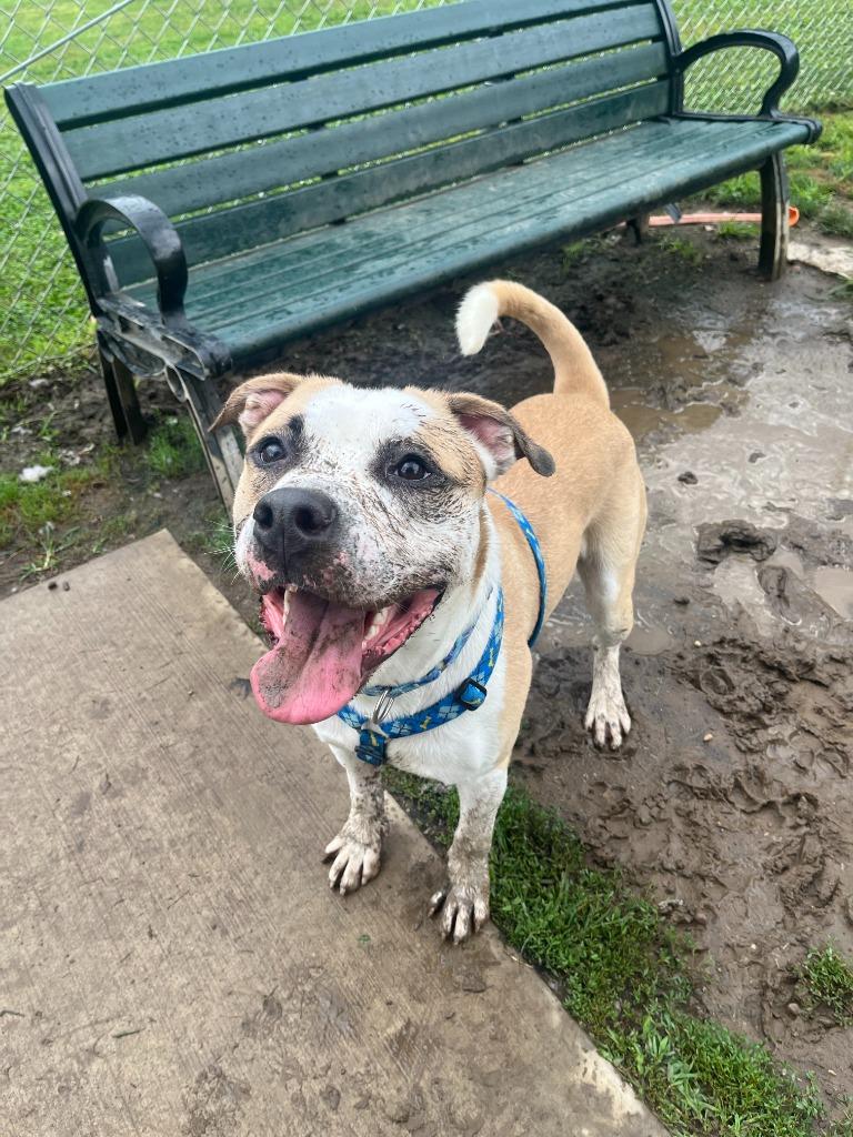 Sourdough, Adoptable, Young Male Terrier.
