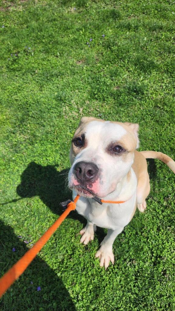 Sourdough, Adoptable, Young Male Terrier.