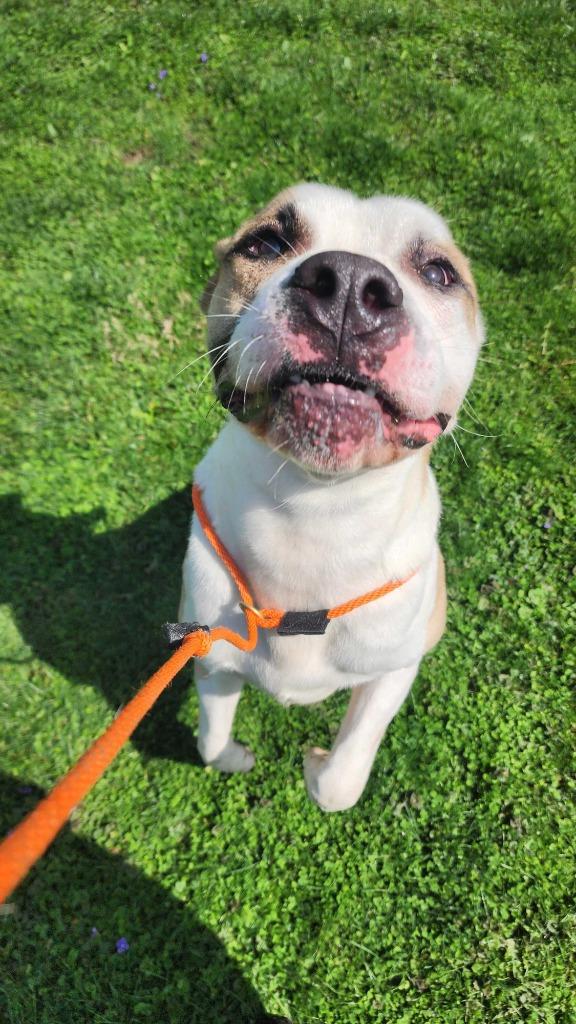 Sourdough, a Adoptable Terrier in New Kensington, PA image 5/6