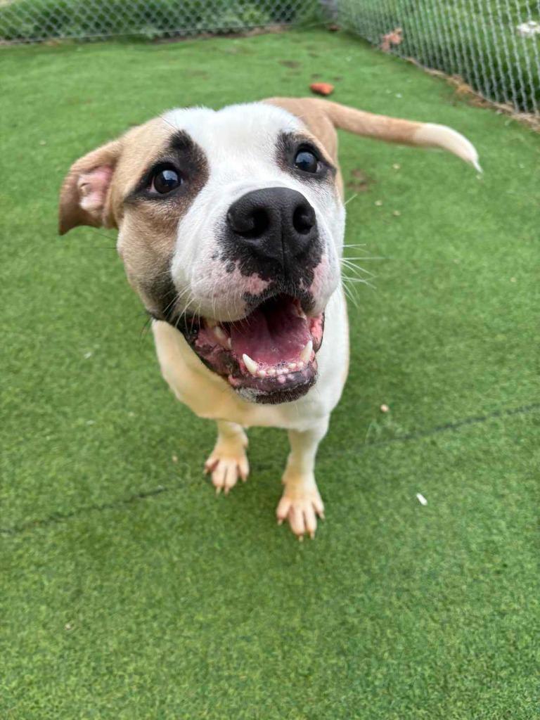 Sourdough, a Adoptable Terrier in New Kensington, PA image 6/6