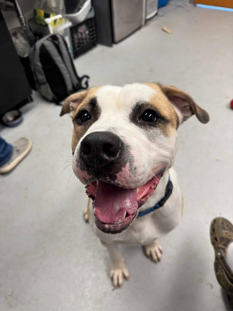 Sourdough, a Adoptable Terrier in New Kensington, PA image 6/6