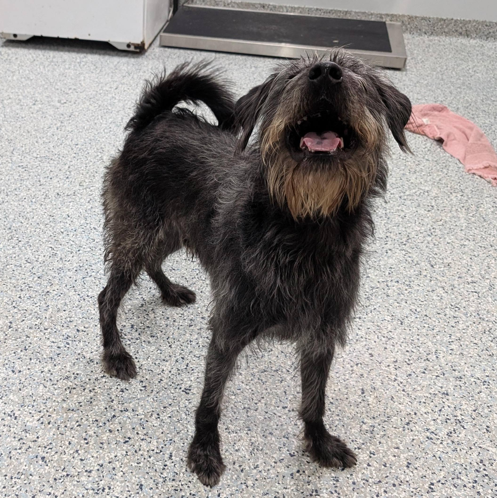 Enlarge 189385 Monkey , a ADOPTABLE Labradoodle in Ravenna, OH image 3/3