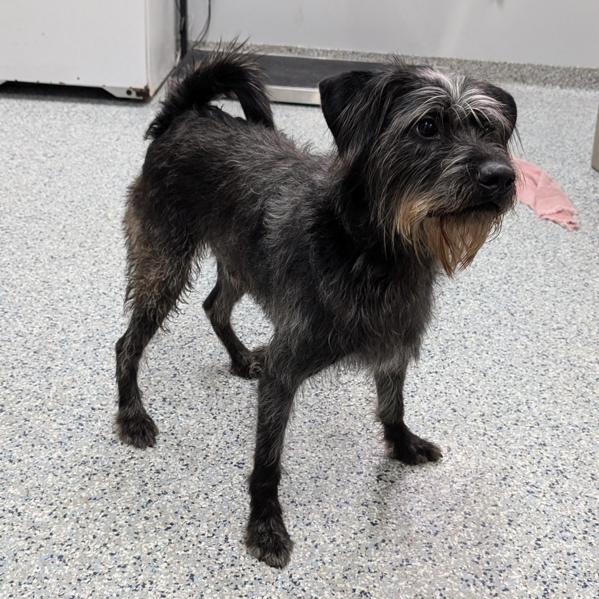 Enlarge 189385 Monkey , a ADOPTABLE Labradoodle in Ravenna, OH image 1/3