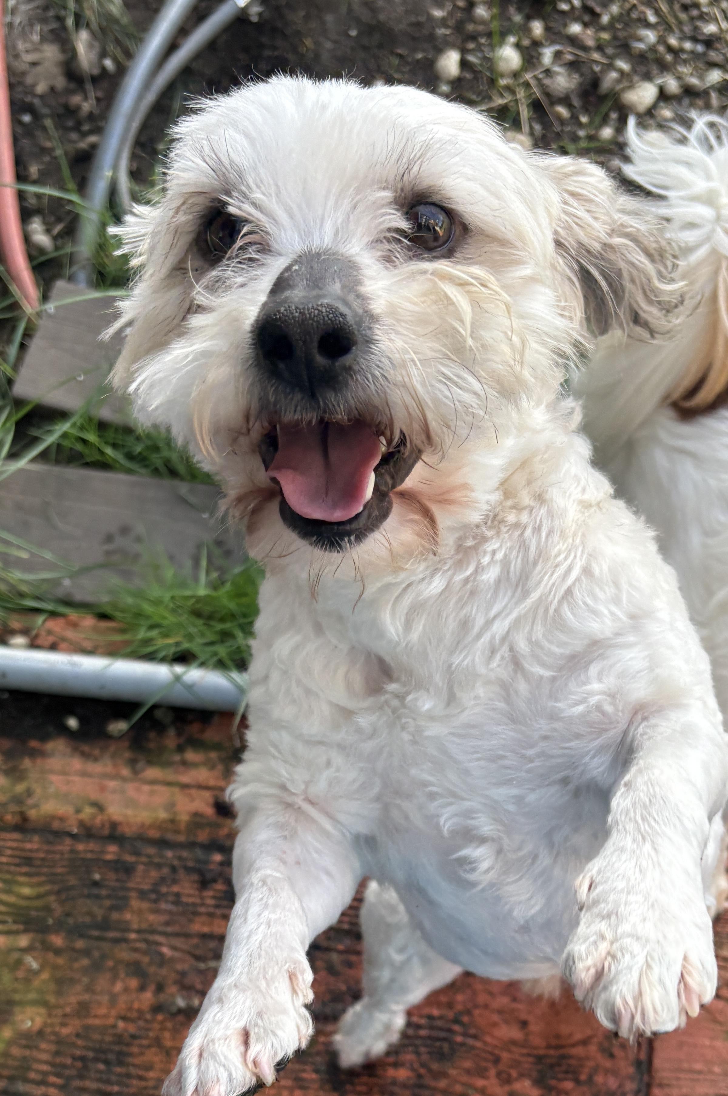 Enlarge Gizmo, a ADOPTABLE mixed breed in Olympia, WA image 2/2