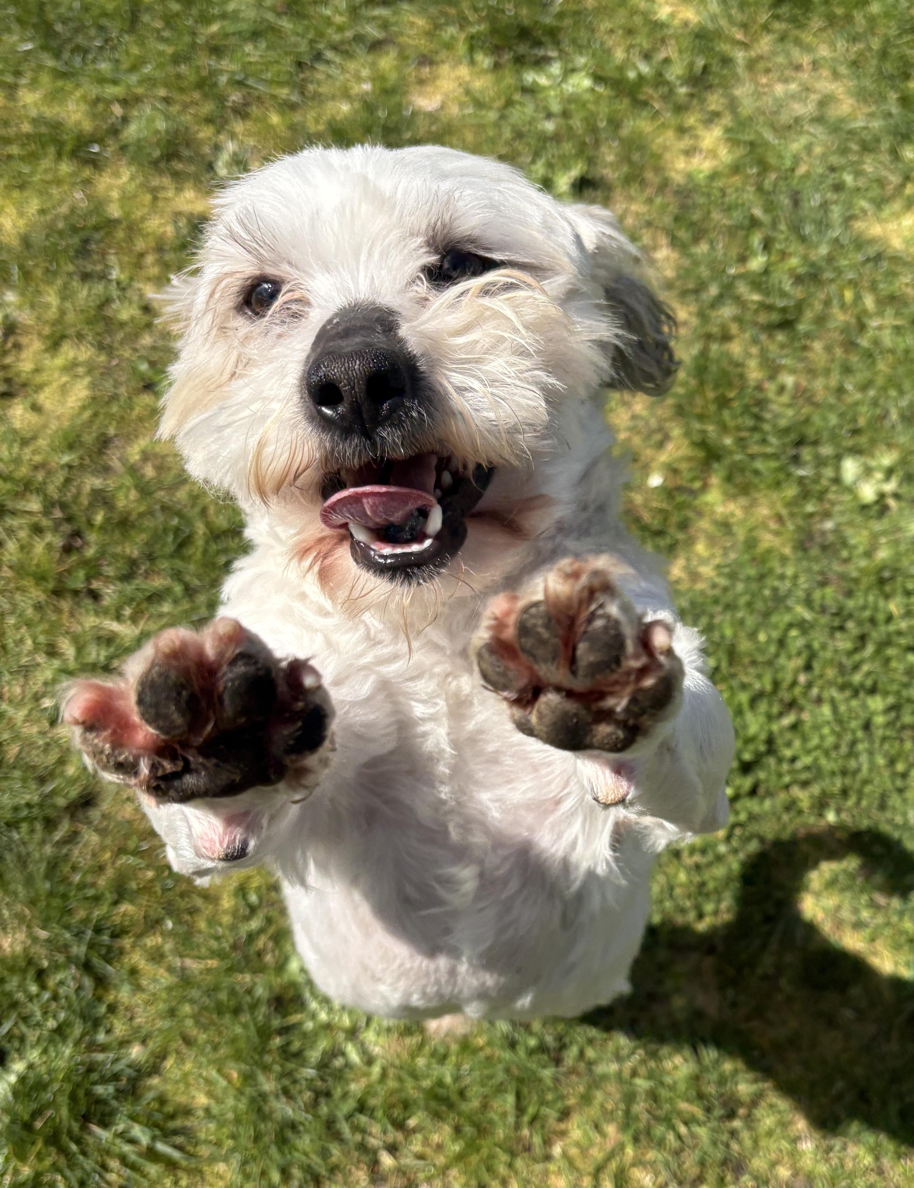 Enlarge Gizmo, a ADOPTABLE mixed breed in Olympia, WA image 1/2