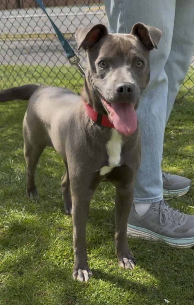 Petra, adopted, Young Female Terrier.