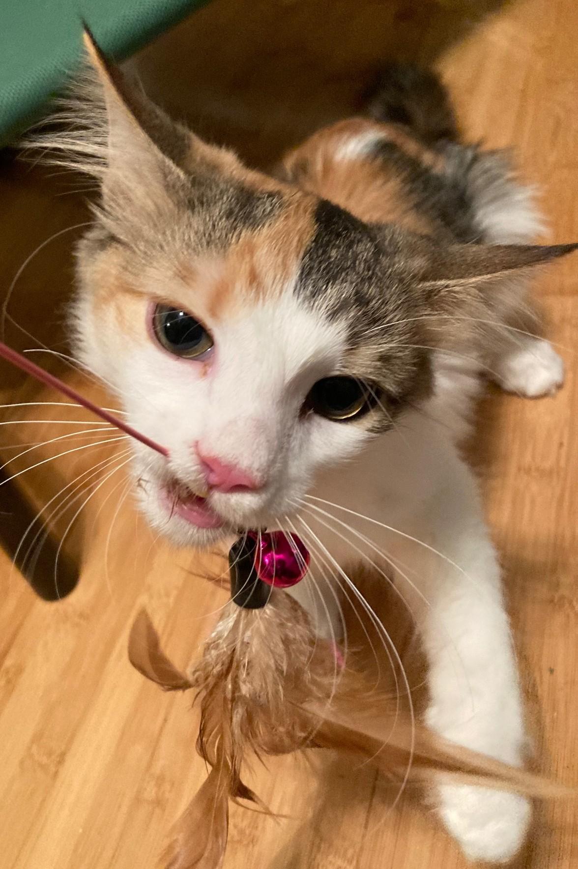 Enlarge SORBET, a Adoptable mixed breed in Watkinsville, GA image 3/4