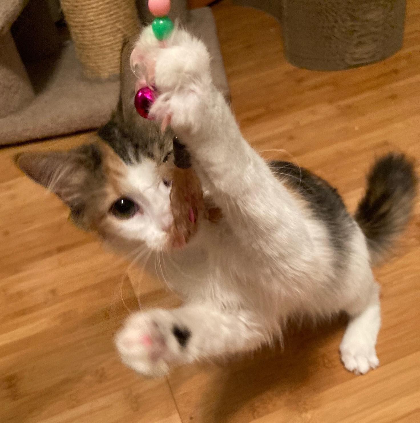 Enlarge SORBET, a Adoptable mixed breed in Watkinsville, GA image 4/4