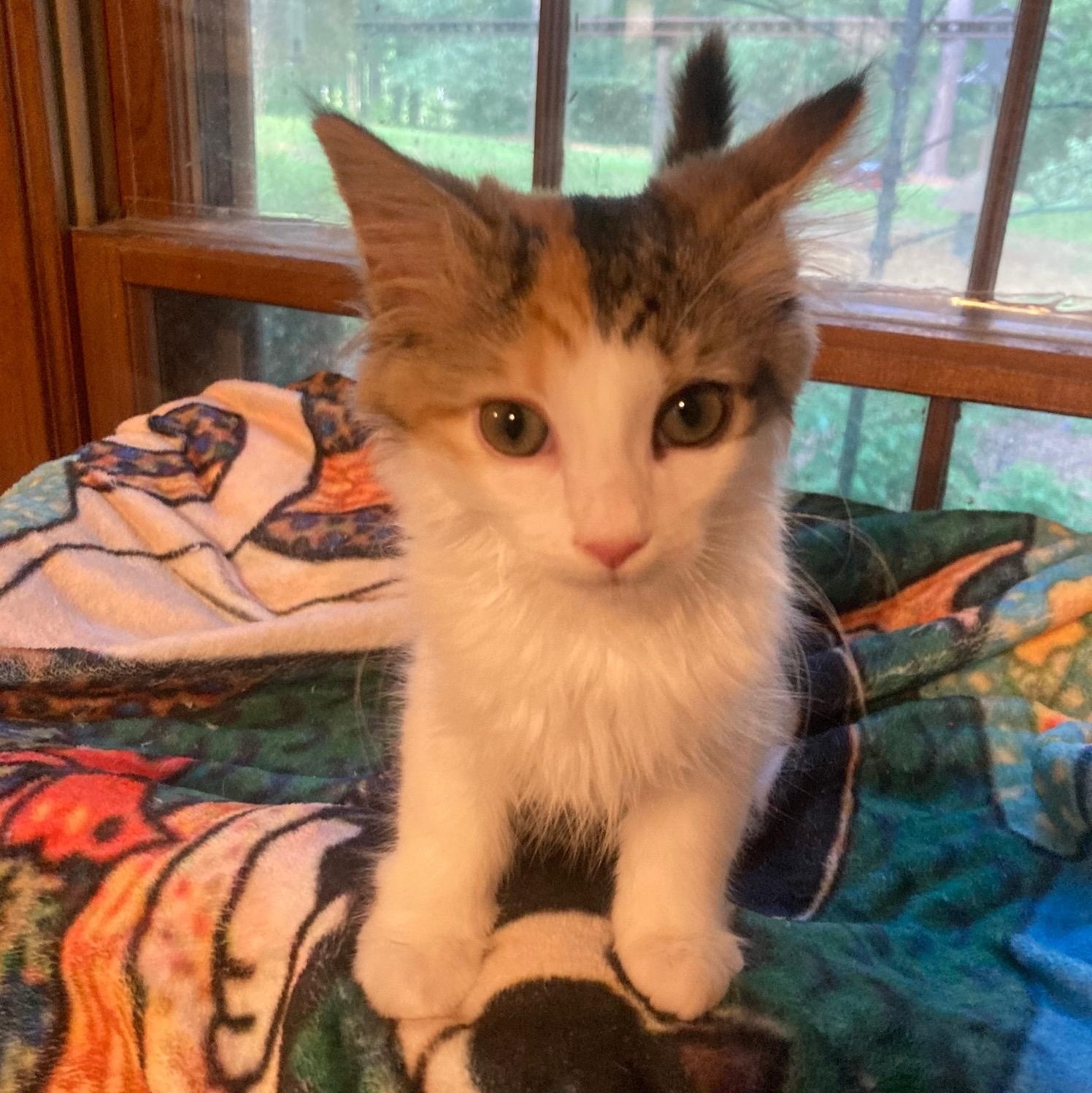 SORBET, a ADOPTABLE mixed breed in Watkinsville, GA image 2/2