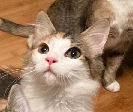 SORBET, Adoptable, Kitten Female Domestic Short Hair & Calico.