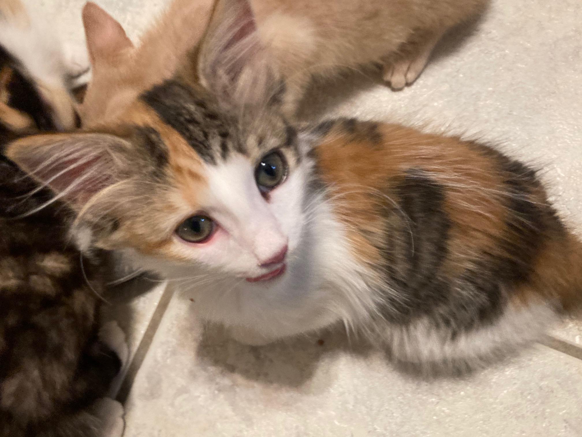 SORBET, ADOPTABLE, Kitten Female Domestic Short Hair & Calico.