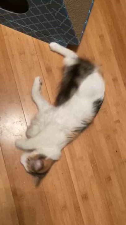 Enlarge SORBET, a Adoptable mixed breed in Watkinsville, GA video 2/4