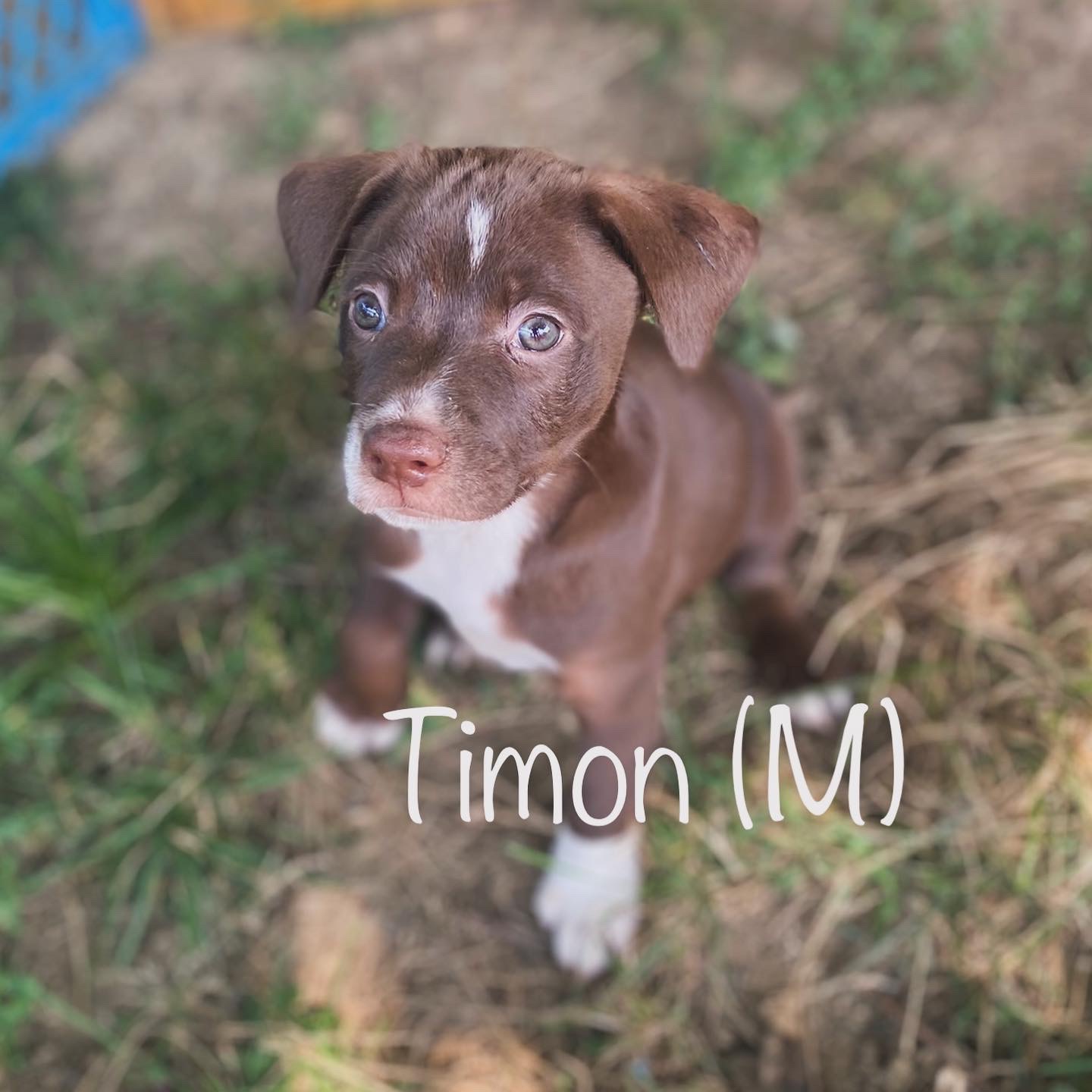 Timon