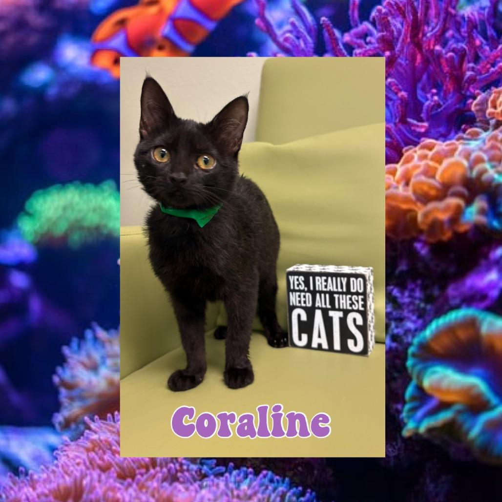 Coraline, Adoptable, Kitten Female Domestic Short Hair.
