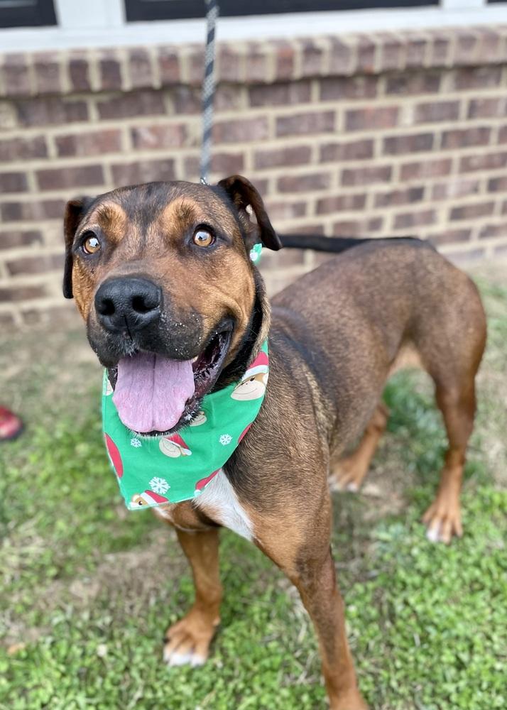 Holbrook, a Adoptable mixed breed image 1/5