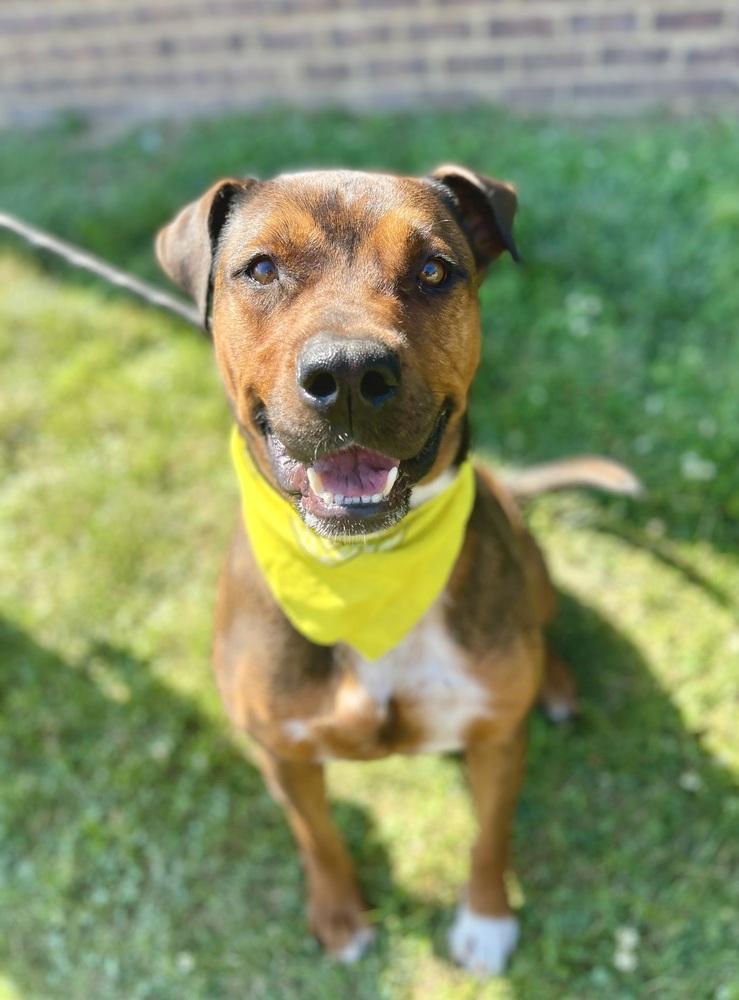 Holbrook, a Adoptable mixed breed image 2/5