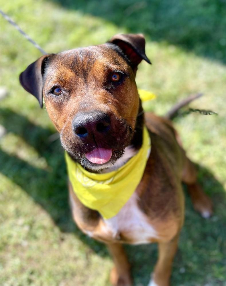 Holbrook, a Adoptable mixed breed image 3/5