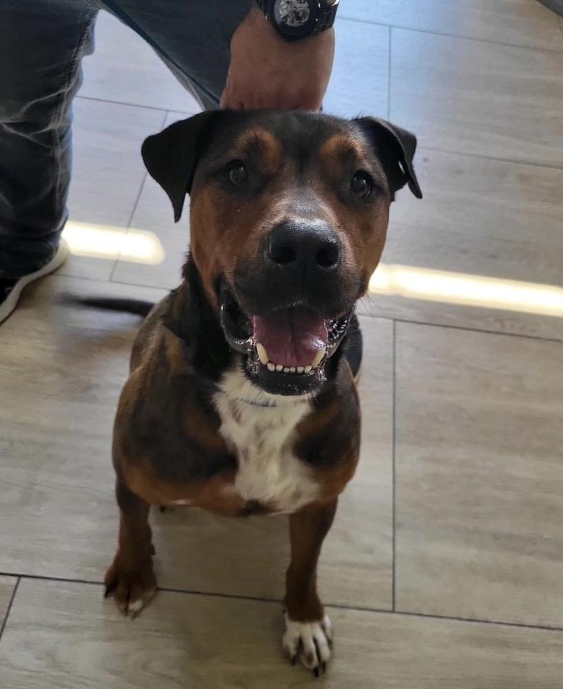 Holbrook, a Adoptable mixed breed image 4/5