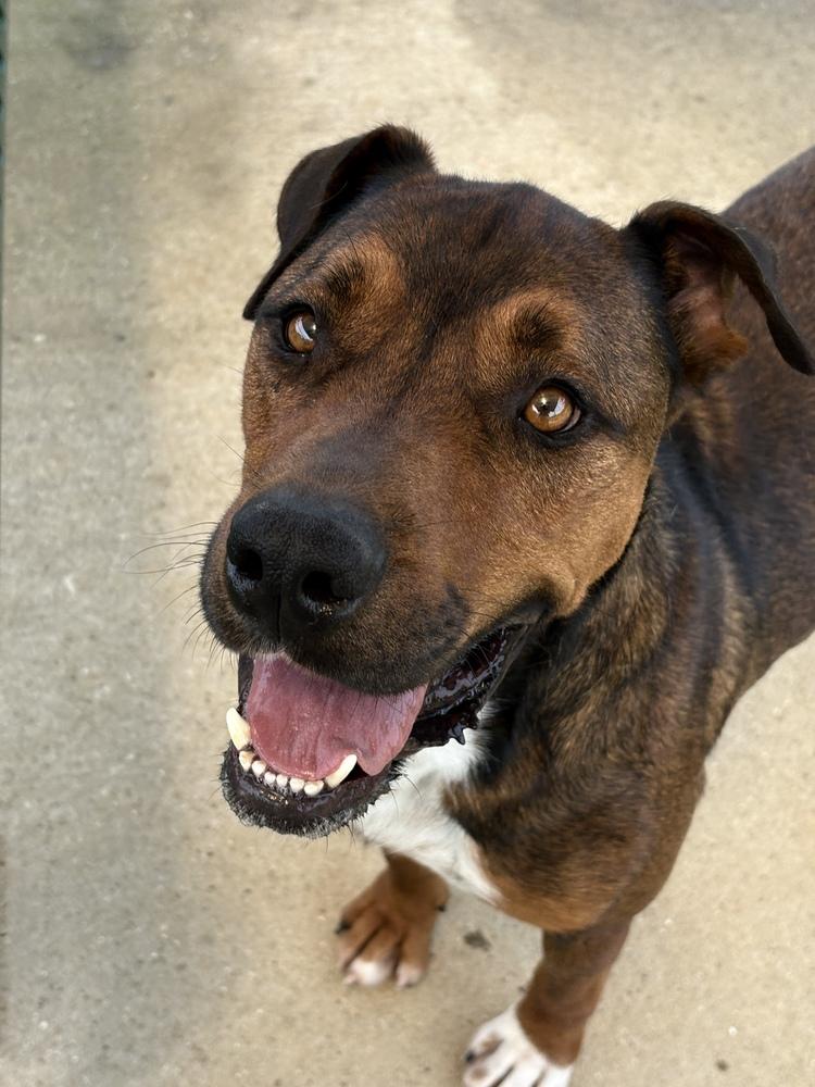 Holbrook, a Adoptable mixed breed image 5/5