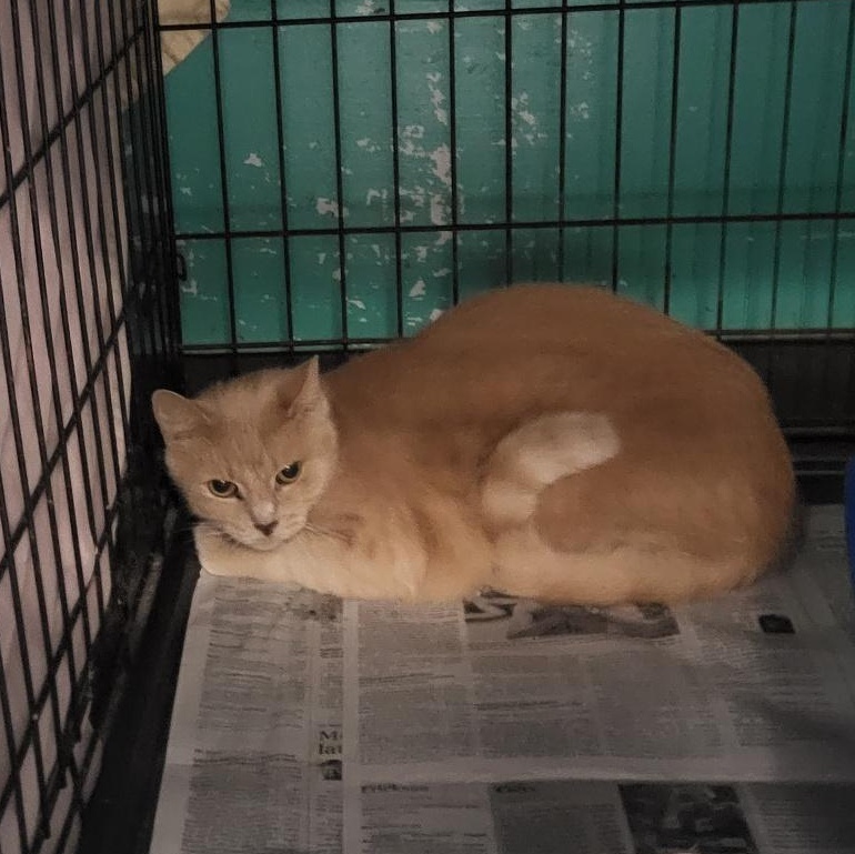 Enlarge John, a Adoptable Domestic Short Hair in Muncie, IN image 1/1