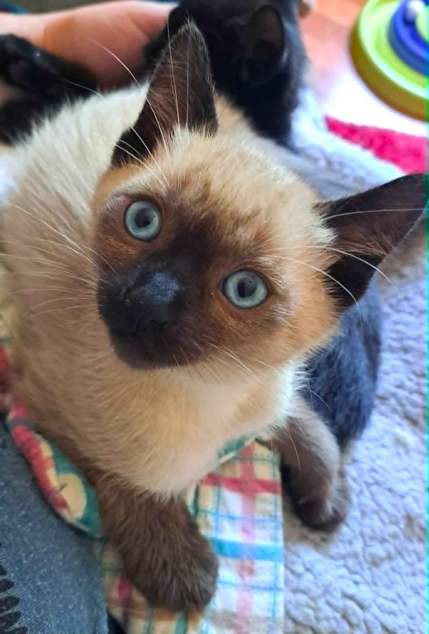 Feta, a ADOPTABLE Domestic Short Hair in Saanichton, BC image 1/6