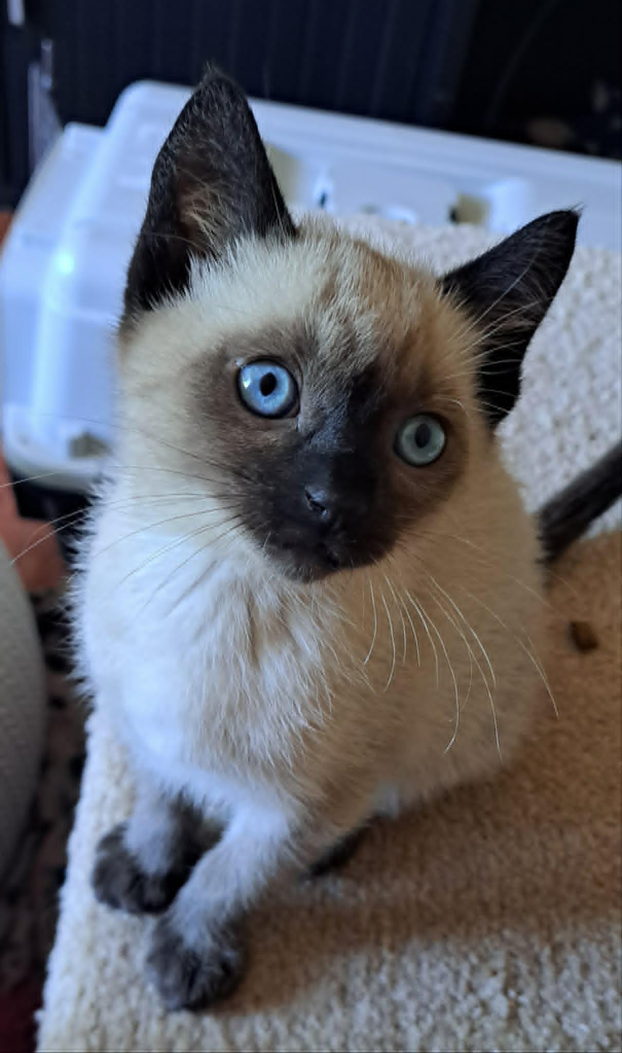 Feta, a ADOPTABLE Domestic Short Hair in Saanichton, BC image 6/6