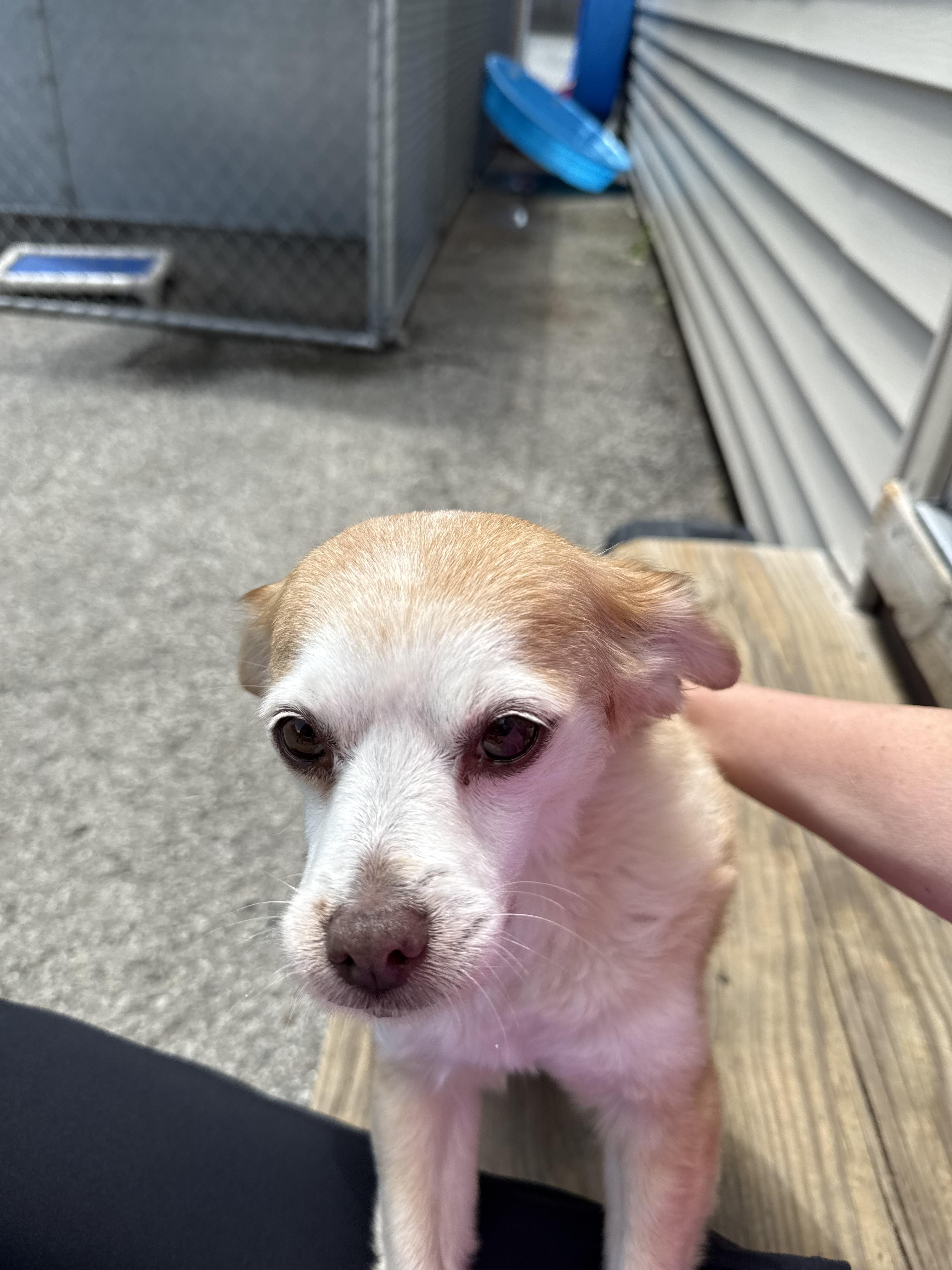 Missy, an adopted mixed breed in Owensboro, KY image 3/3