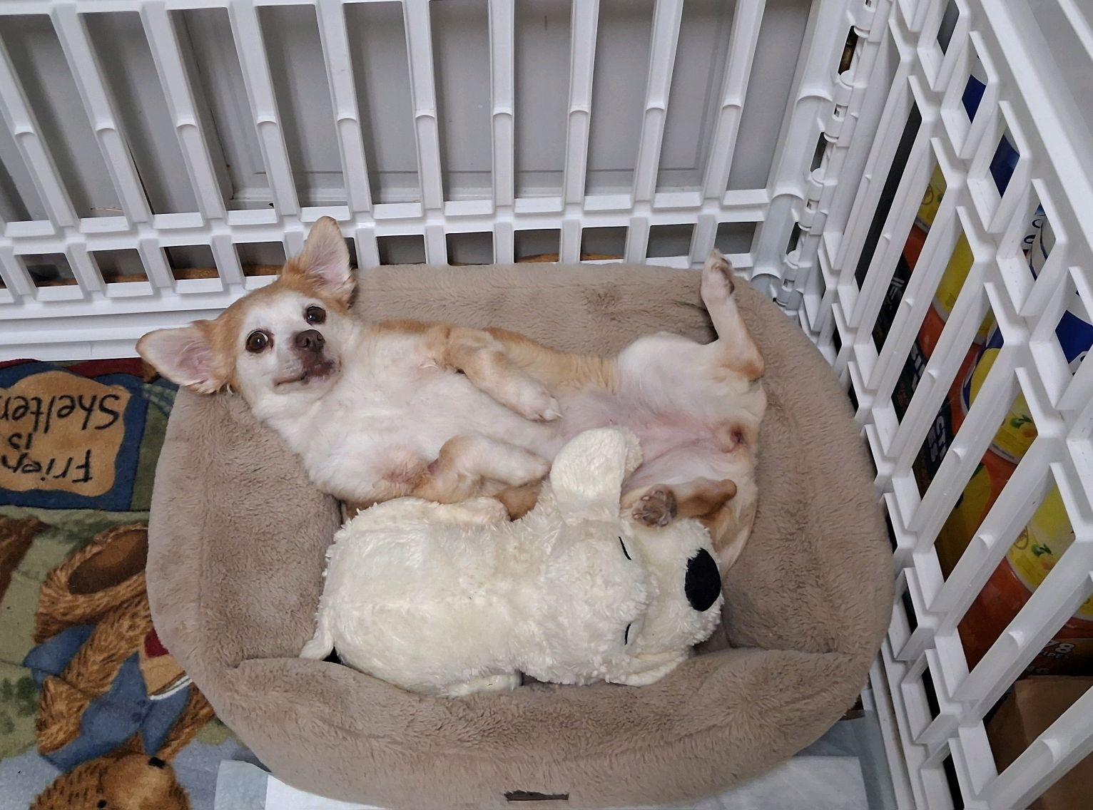Missy, adopted, Senior Female Chihuahua.