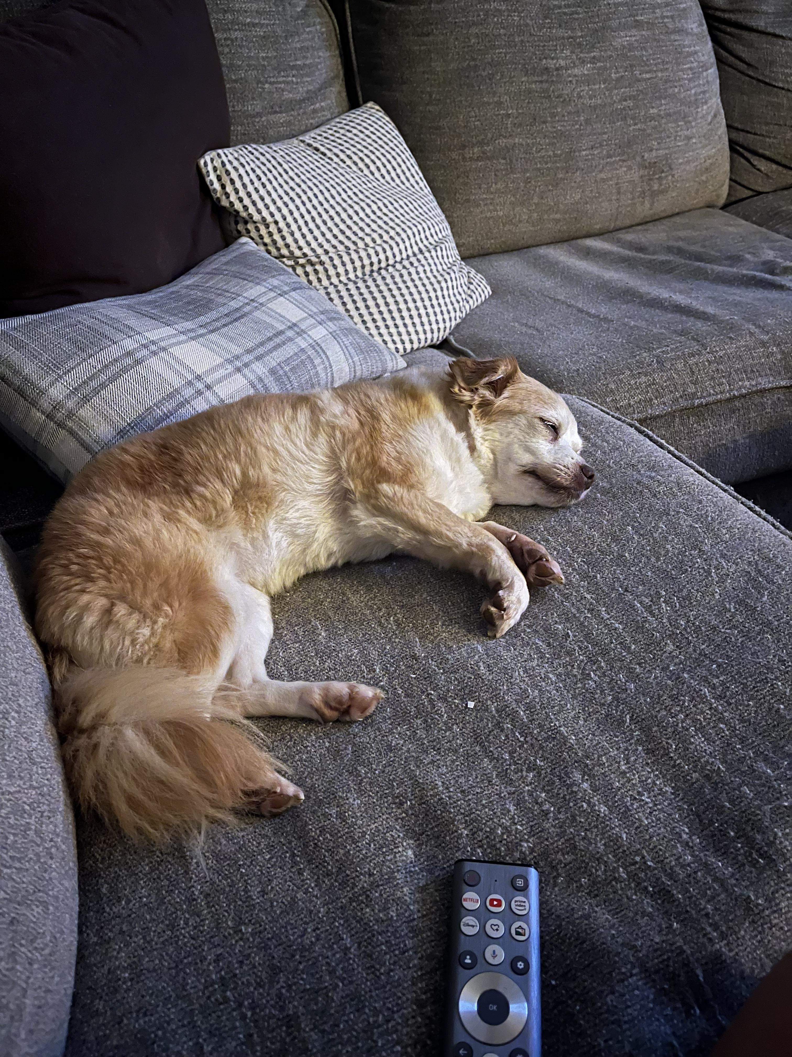 Missy, an adopted mixed breed in Owensboro, KY image 2/3