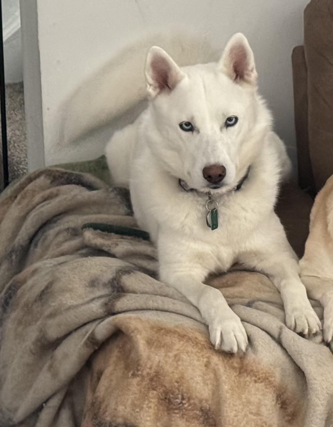 Enlarge Snow, an adopted Siberian Husky in Hummelstown, PA image 2/4