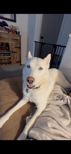 Enlarge Snow, an adopted Siberian Husky in Hummelstown, PA image 1/4