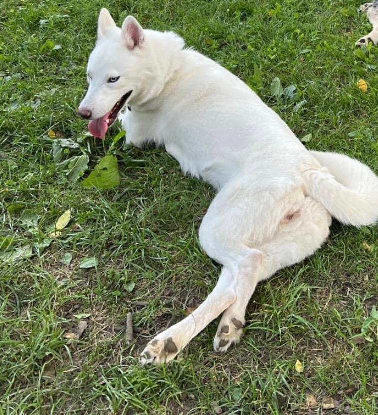 Enlarge Snow, an adopted Siberian Husky in Hummelstown, PA image 3/4