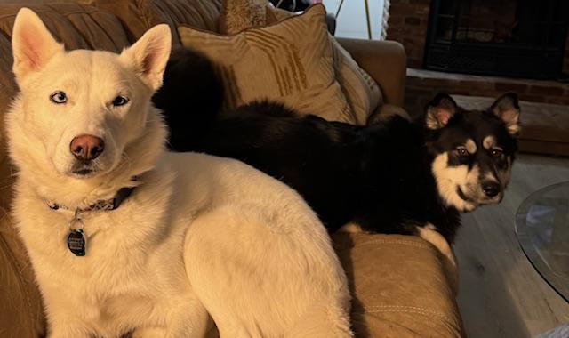 Enlarge Snow, an adopted Siberian Husky in Hummelstown, PA image 4/4